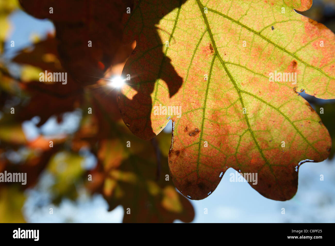 La Nuova Inghilterra, foglia di quercia fogliame di autunno Foto Stock