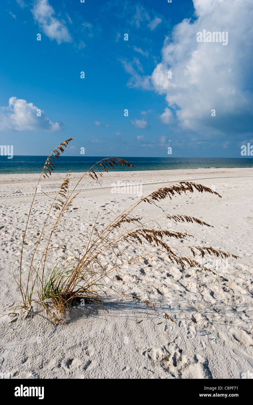 Spiaggia tranquilla scena con un mare di avena in primo piano Foto Stock