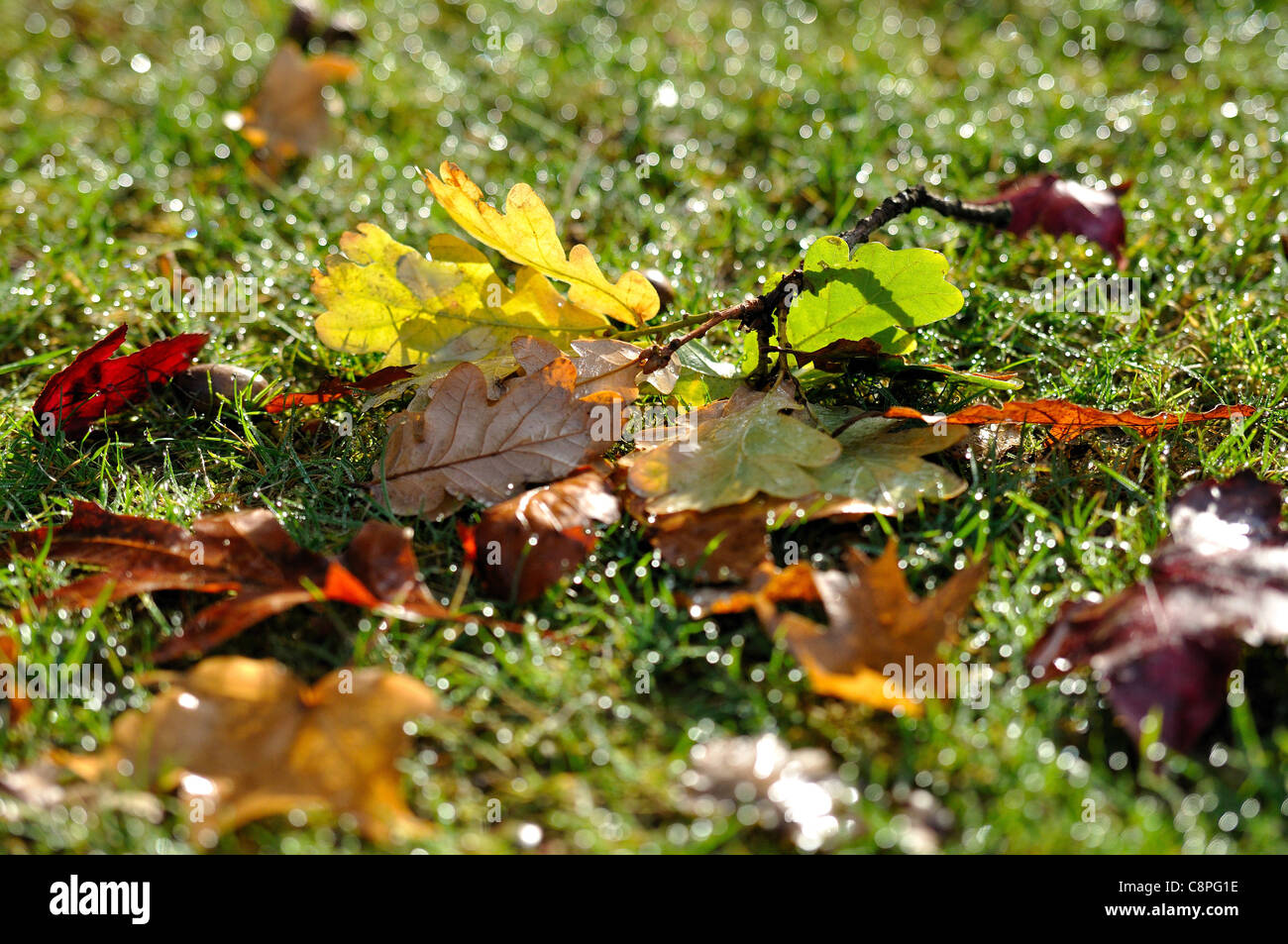 Foglie, autunno, erba, Foto Stock