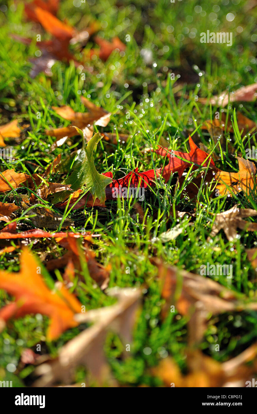 Foglie, autunno, erba, Foto Stock