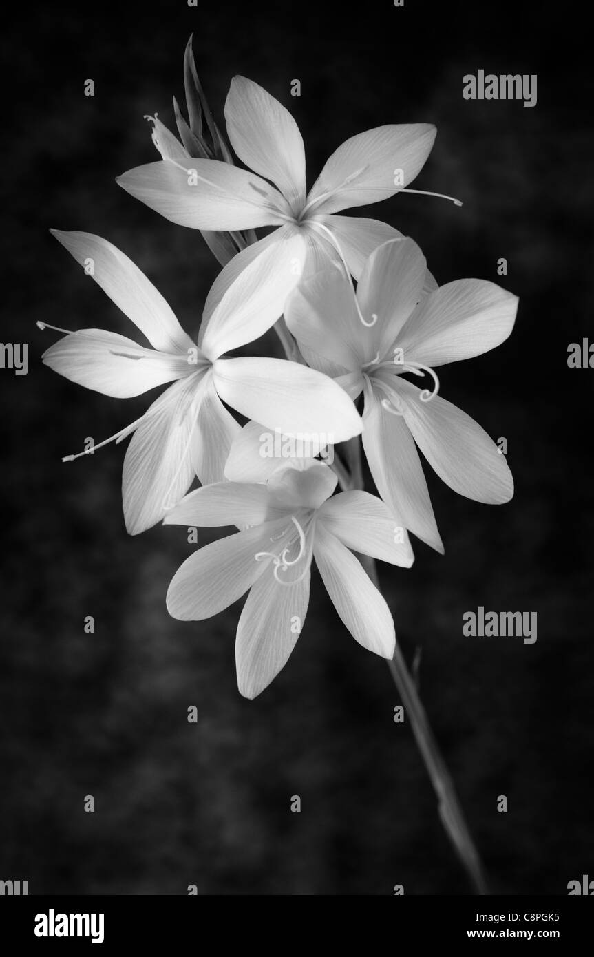 Bianco & Nero immagine di arte di fiori Schizostylis Coccinea Principessa rosa Foto Stock