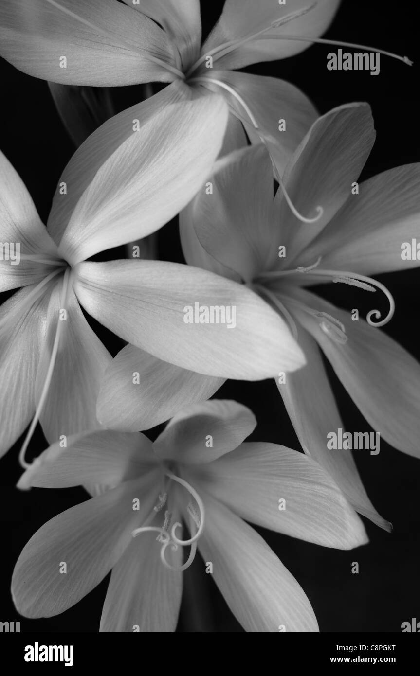 Bianco & Nero Arte Immagine di fiori, Schizostylis Coccinea, o rosa Princess. Foto Stock