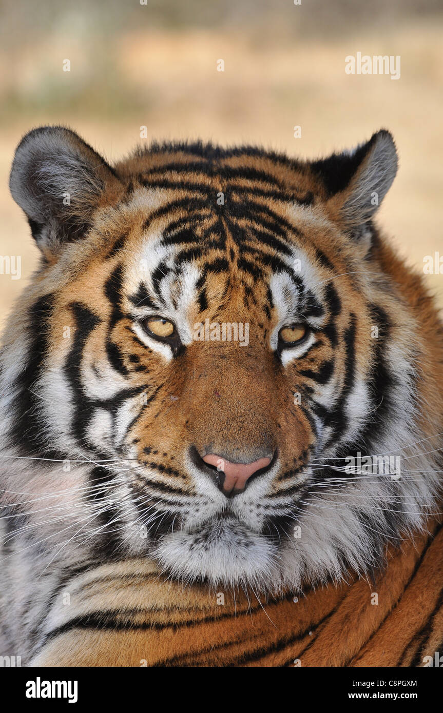 Tigre Foto Stock