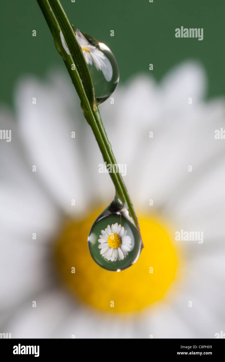 Daisy visto attraverso una goccia di acqua su un gambo di erba in un giardino Hampshire Foto Stock