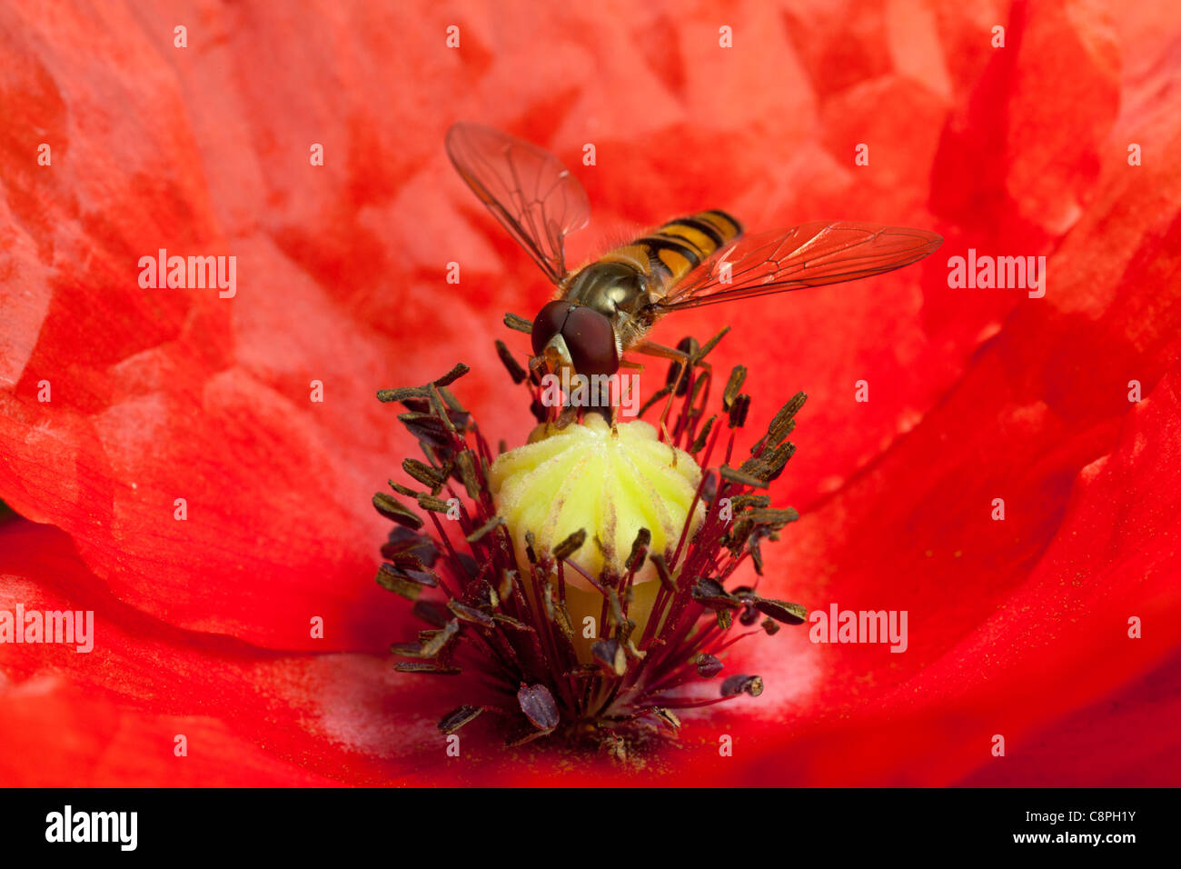 Un hover fly alimenta all'interno di una testa di papavero in un giardino Hampshire Foto Stock