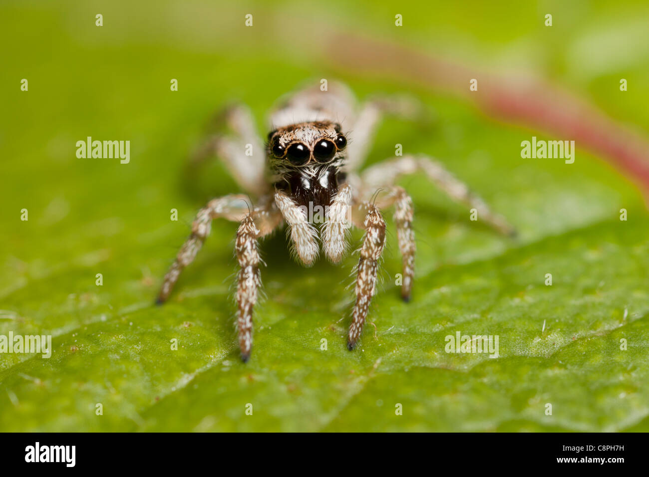 Jumping spider siede nel mezzo di una foglia in Hampshire Foto Stock