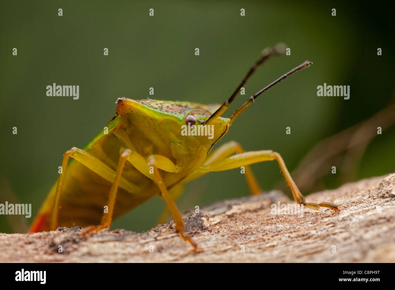 Biancospino scudo bug acanthosoma haemorrhoidale sorge su un ramo in un giardino Hampshire Foto Stock
