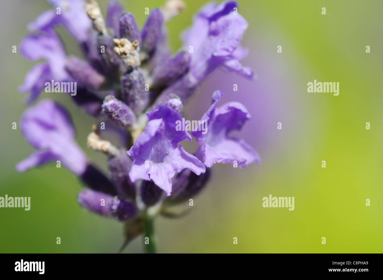 Primo piano di fiori di lavanda, Lavandula angustifolia, davanti a uno sfondo verde Foto Stock