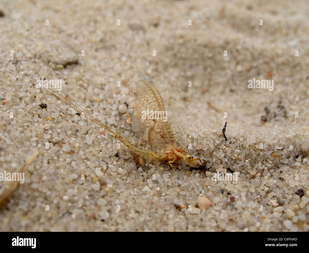 Voce maschile di un adulto mayfly, ephemera vulgata, seduto sulla sabbia Foto Stock