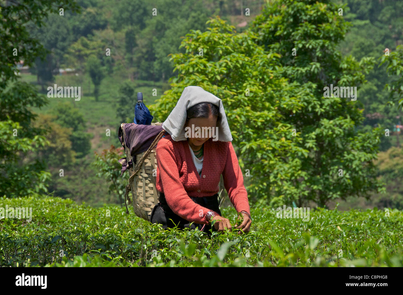 Femmina raccoglitrice di tè tè Gurung Kurseong immobiliare West Bengal India Foto Stock