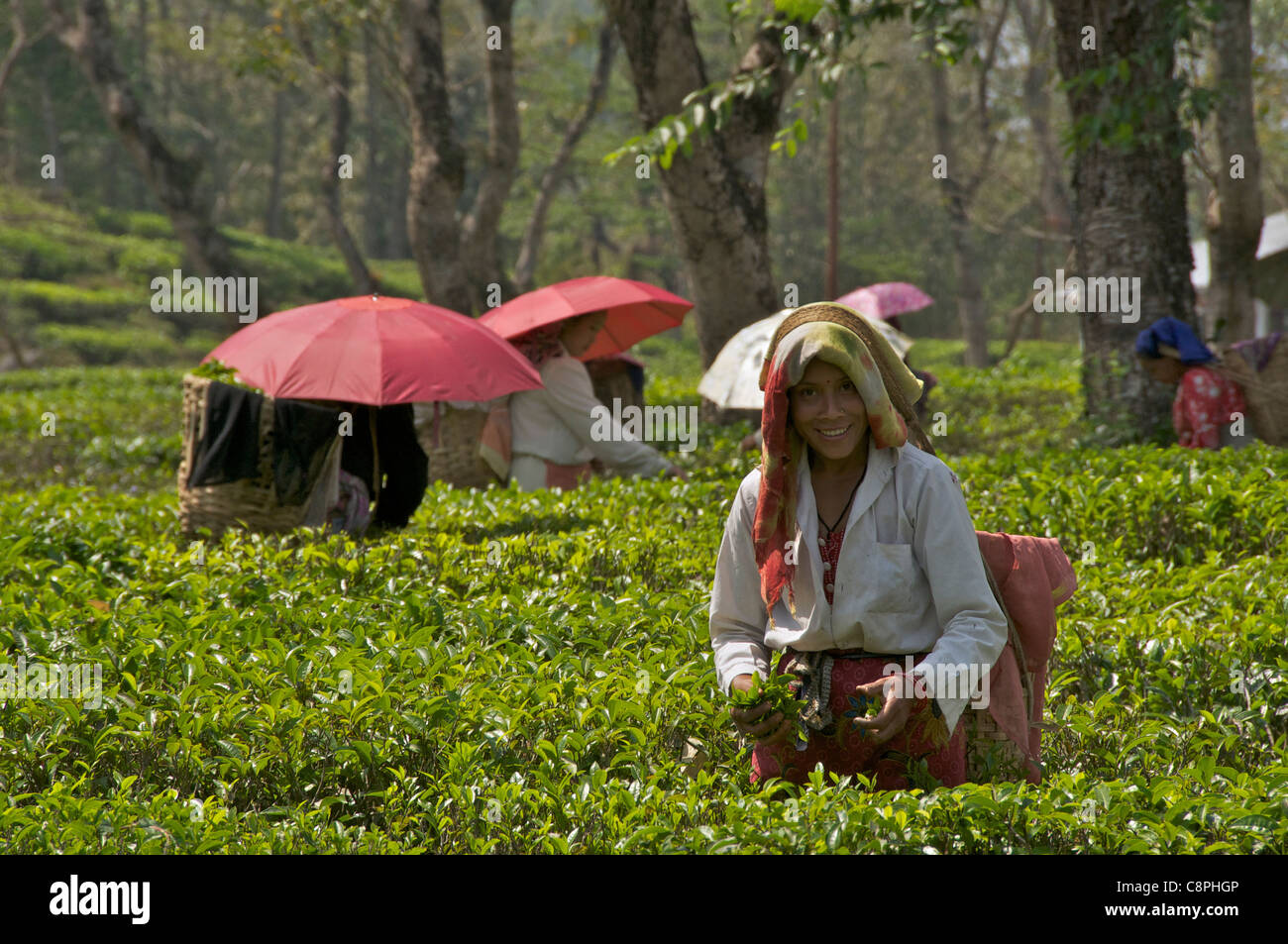 Femmina raccoglitori di tè tè Gurung Kurseong immobiliare West Bengal India Foto Stock