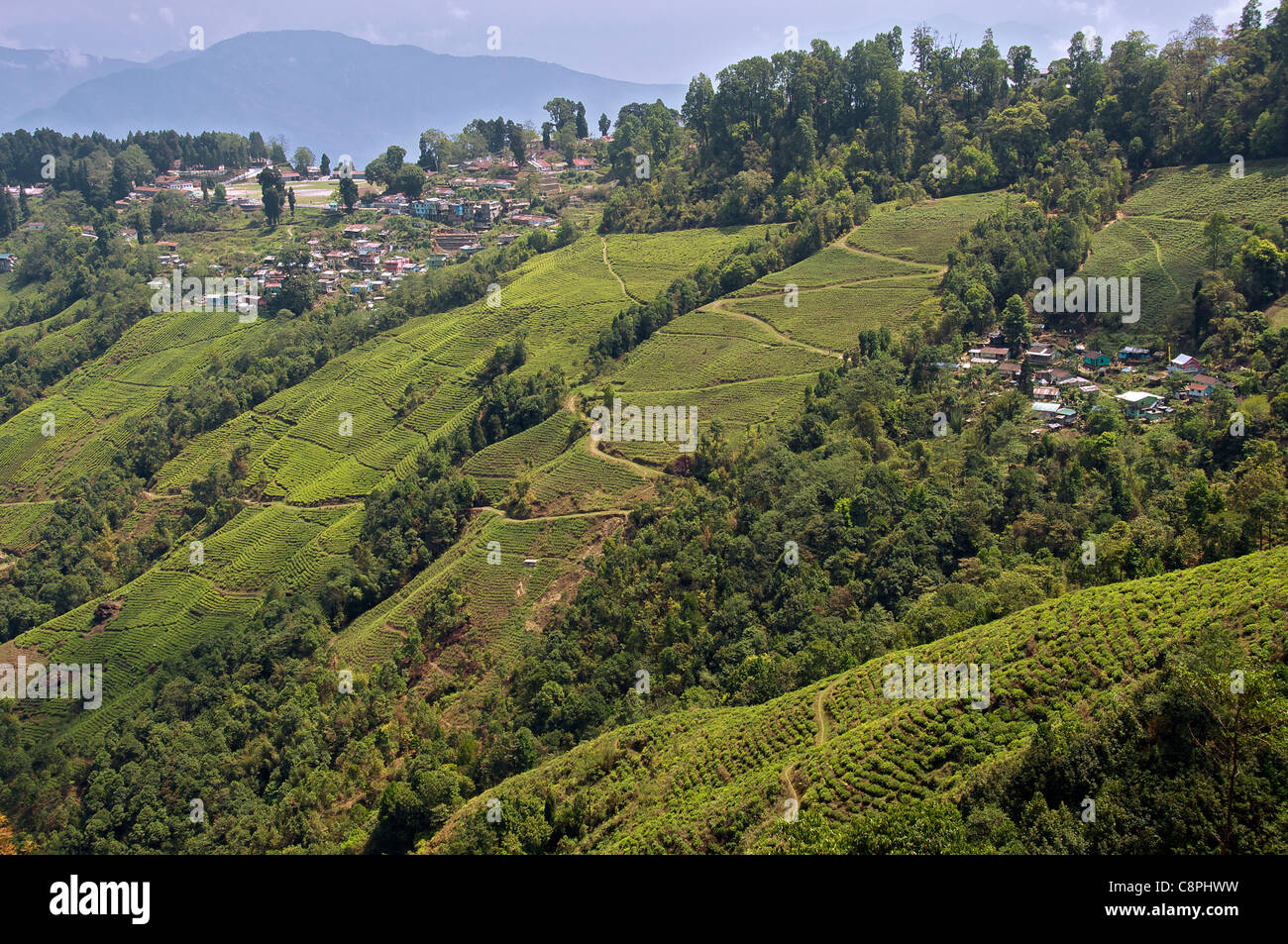 Happy Valley tè Darjeeling Estates West Bengal India Foto Stock