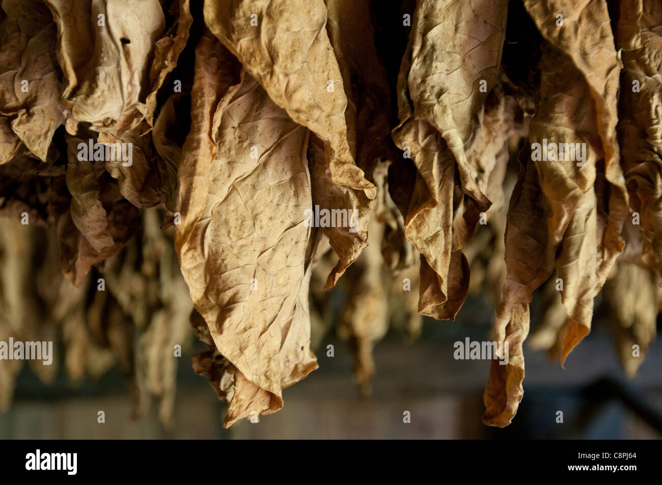 Cubano di foglie di tabacco essiccazione nel fienile, Vinales, Cuba Foto Stock