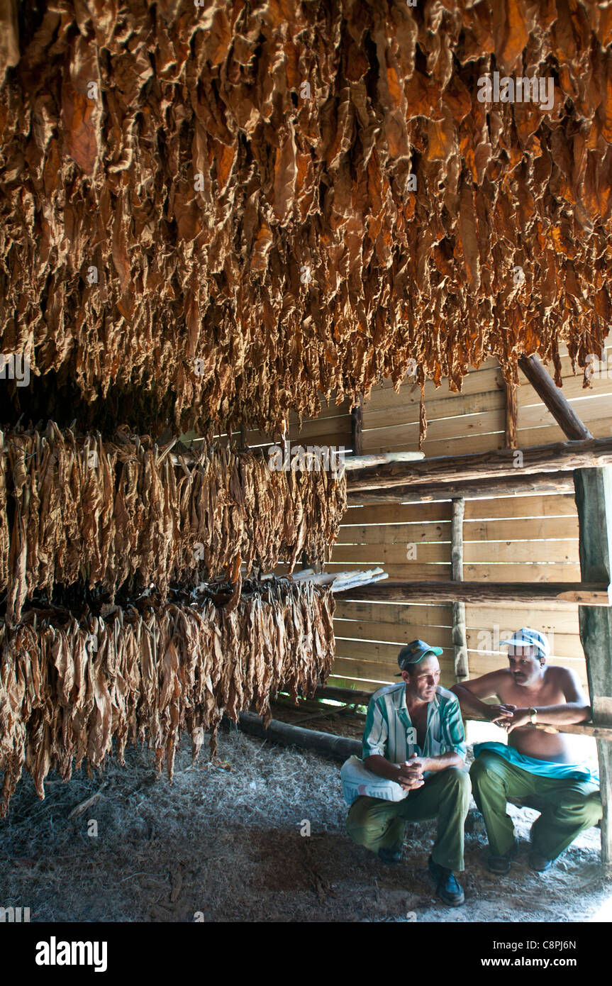 Foglie di tabacco essiccazione nel fienile con gli agricoltori, Vinales, Cuba Foto Stock