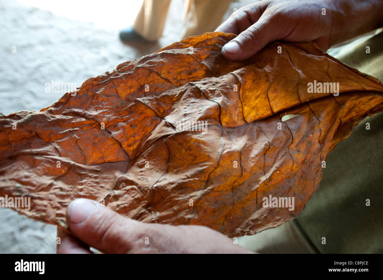 L'agricoltore che detiene essiccato di foglie di tabacco, Vinales, Cuba Foto Stock