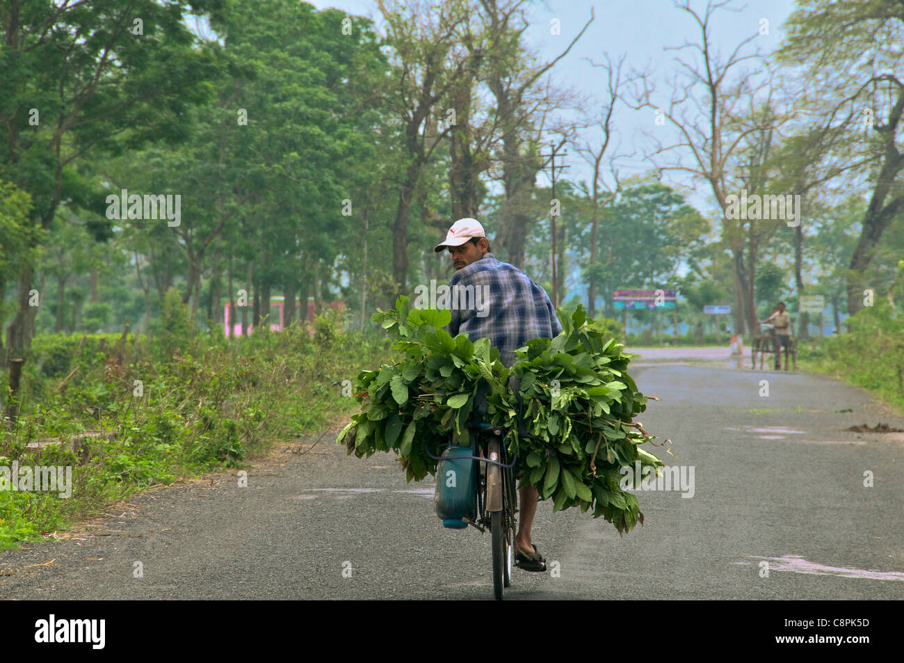 L'uomo trasporto delle colture in bicicletta West Bengal India Foto Stock