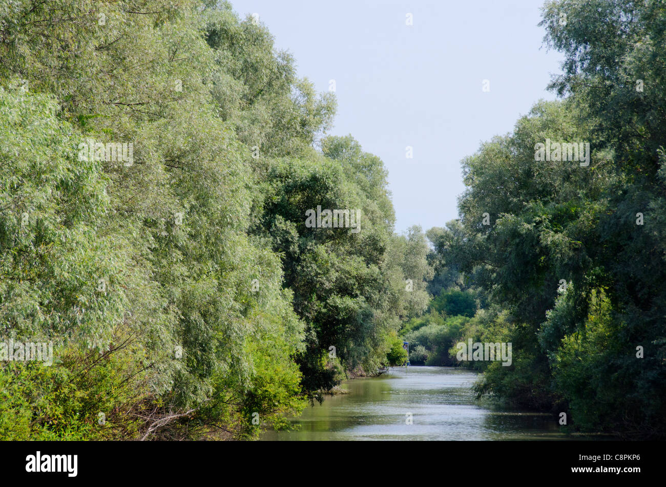 La Romania, regione Dobrudgea, Tulcea, il Delta del Danubio. Sfantu Gheorghe canale rivestiti con argento willow (aka wild Willow) alberi. Foto Stock