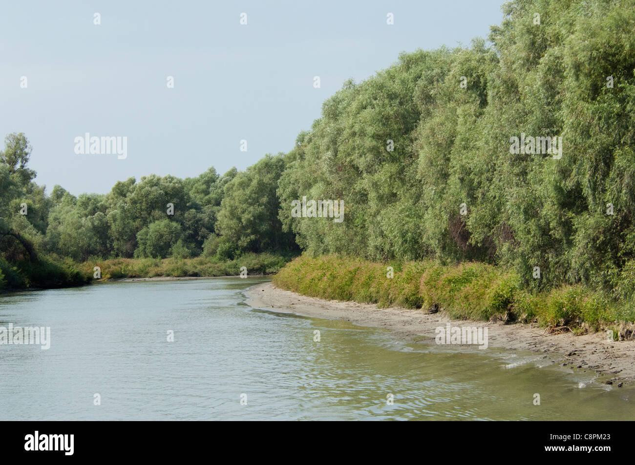 La Romania, regione dobrudgea, Tulcea, il delta del Danubio. Sfantu Gheorghe canale rivestiti con argento willow (aka wild Willow) alberi. Foto Stock