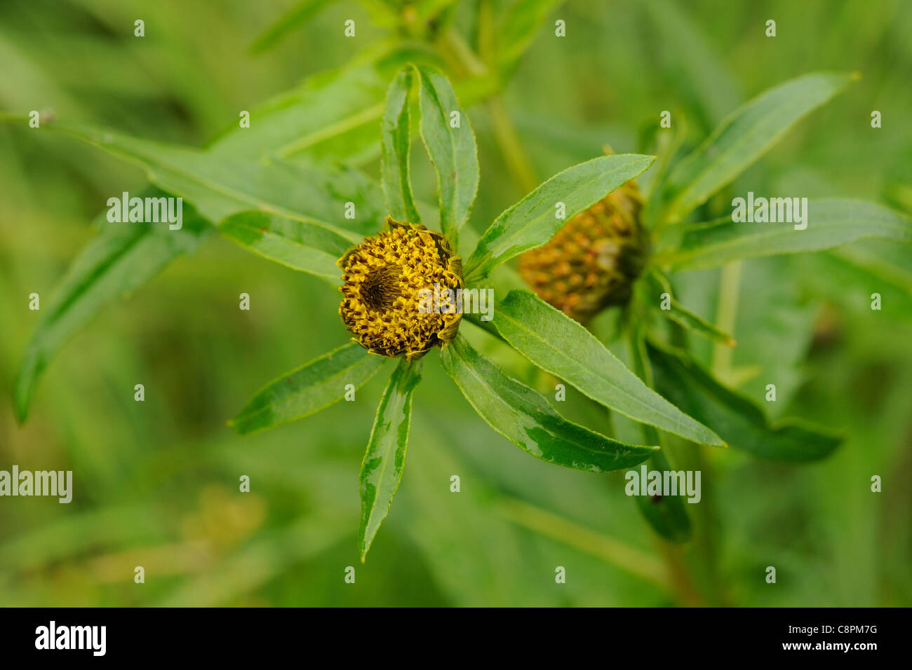 Annuendo Bur-calendula, bidens cernua Foto Stock