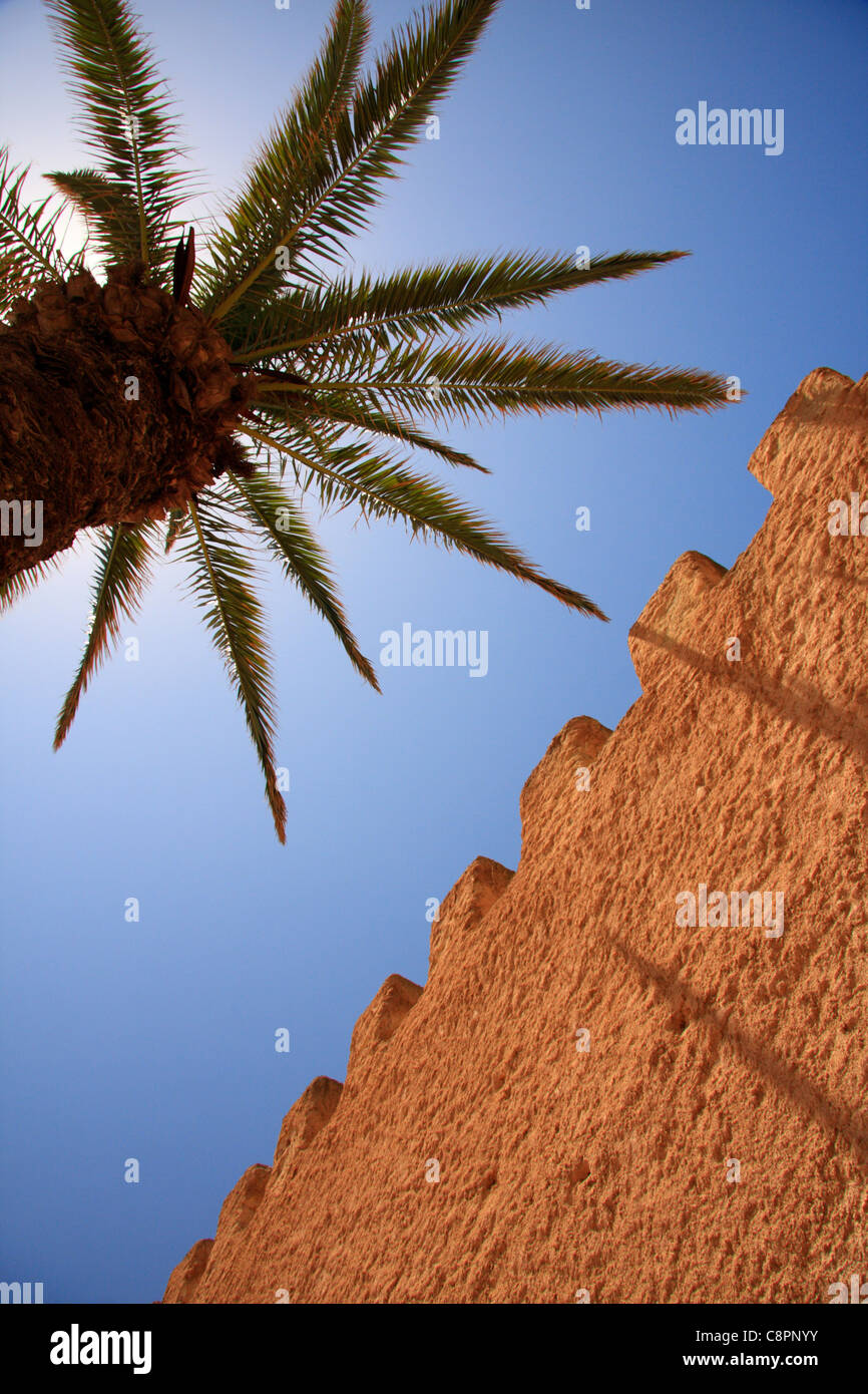 Palm Tree e il livello di dettaglio della parete medina, essaouira Marocco,Africa del nord Foto Stock