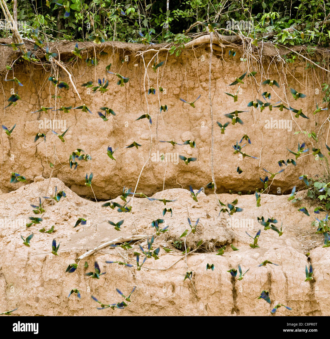 Pappagalli su una argilla leccare Tambopata National Reserve Puerto Maldonado area amazzonica del Perù Foto Stock