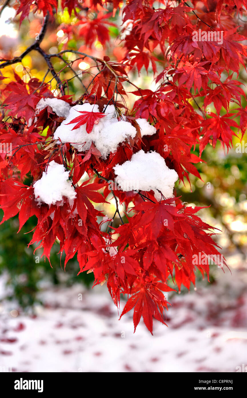 Chappaqua, NY, Ottobre 30, 2011 - Le foglie di un giapponese di acero Acer palmatum atropurpurea var aka Acer palmatum atropurpureum sono coperti di neve dopo un freak inizio tempesta di neve in autunno a New York. Il riscaldamento globale unseasonal perturbazioni atmosferiche il cambiamento climatico concetto con copia spazio. Foto Stock