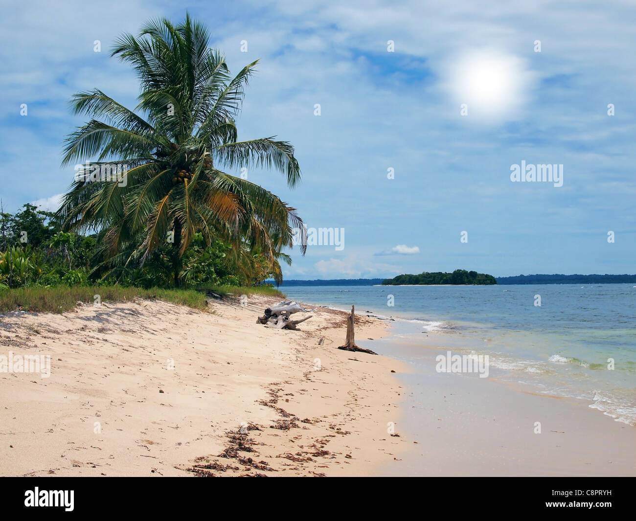 Spiaggia con albero di cocco in Zapatillas,isole dei Caraibi, Bocas del Toro, Panama Foto Stock