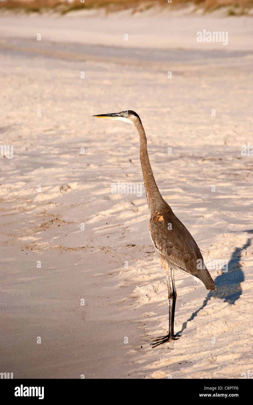 Heron a caccia di un pasto sulla costa del Golfo rive Foto Stock