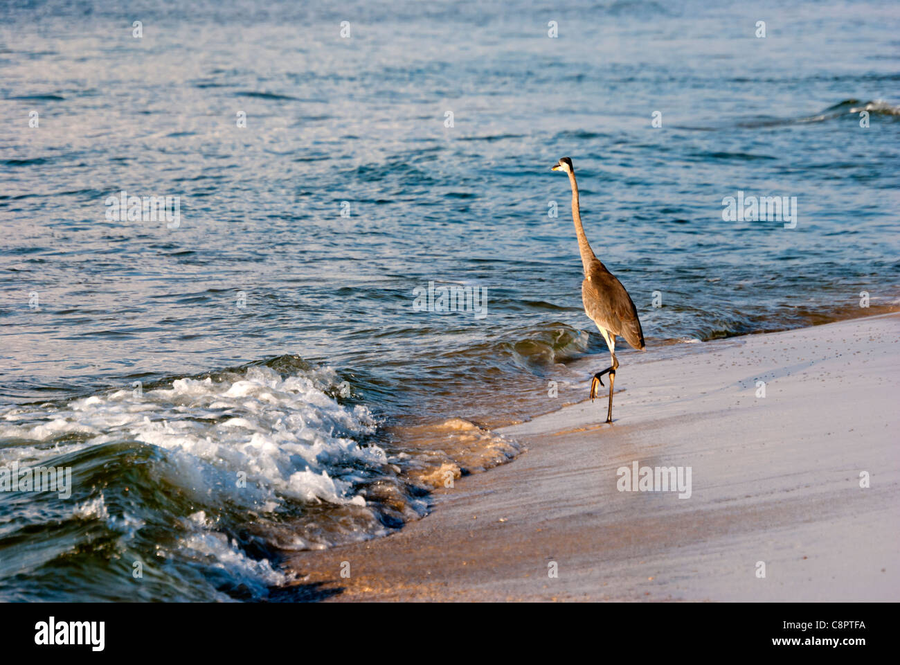 Heron a caccia di un pasto sulla costa del Golfo rive Foto Stock