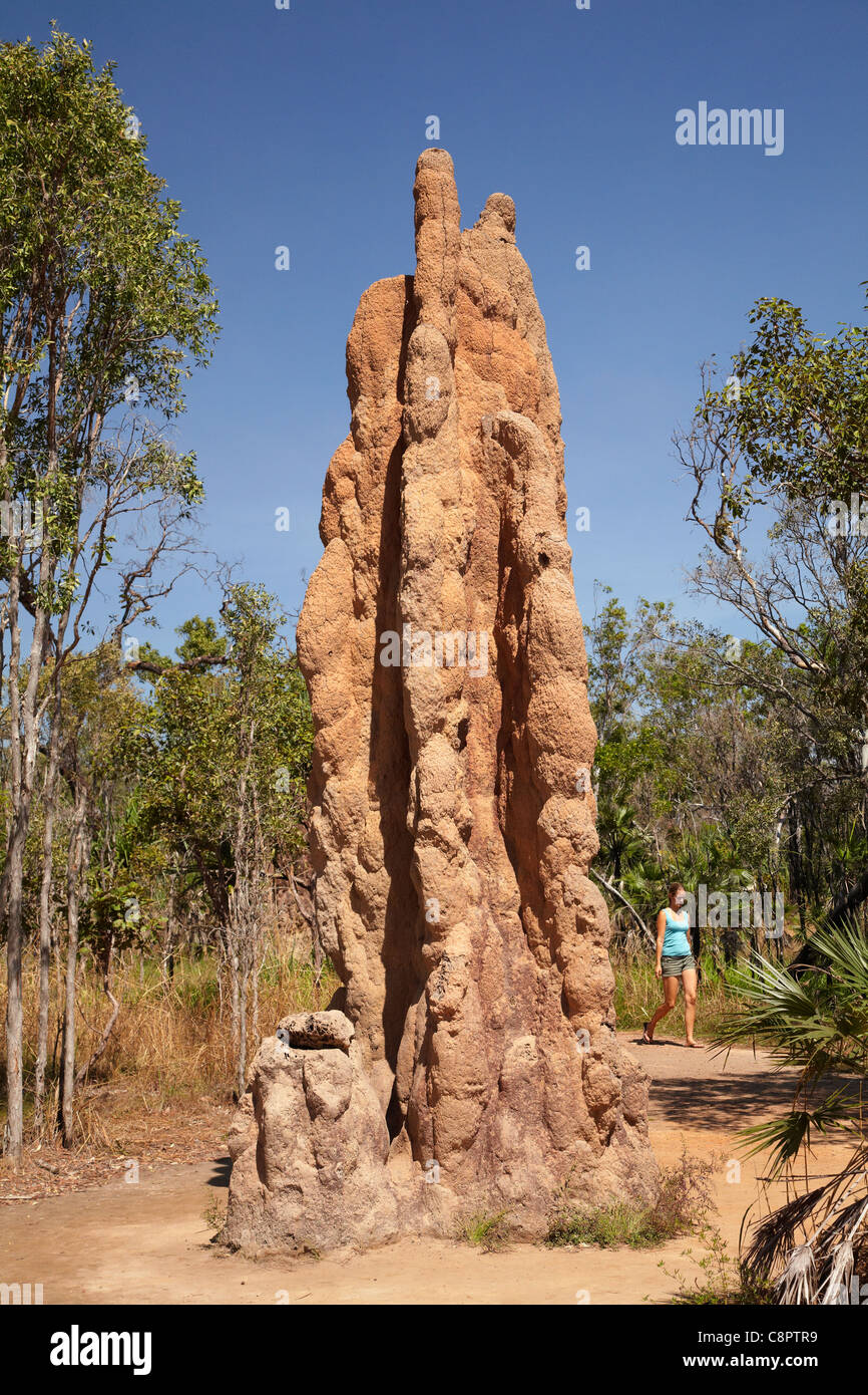 Cattedrale termite tumuli, il Parco Nazionale di Litchfield, Territorio del Nord, l'Australia Foto Stock