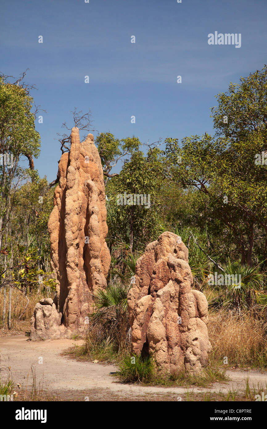 Cattedrale termite tumuli, il Parco Nazionale di Litchfield, Territorio del Nord, l'Australia Foto Stock