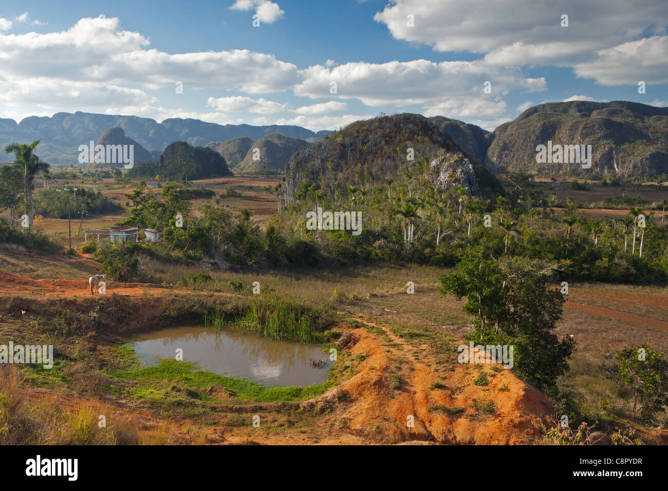 PINAR DEL RIO; Vinales Valley e MOGOTES IN VINALES NATIONAL PARK Foto Stock