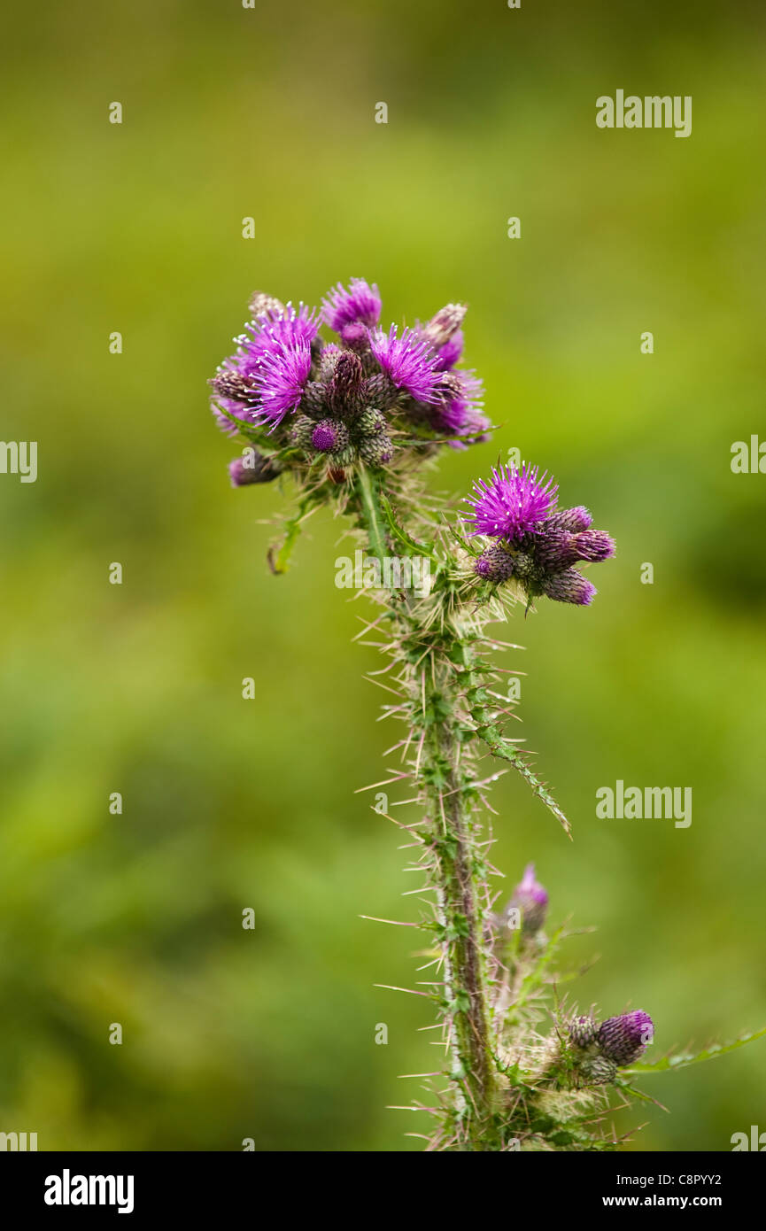 Marsh Thistle, Cirsium palustre Foto Stock