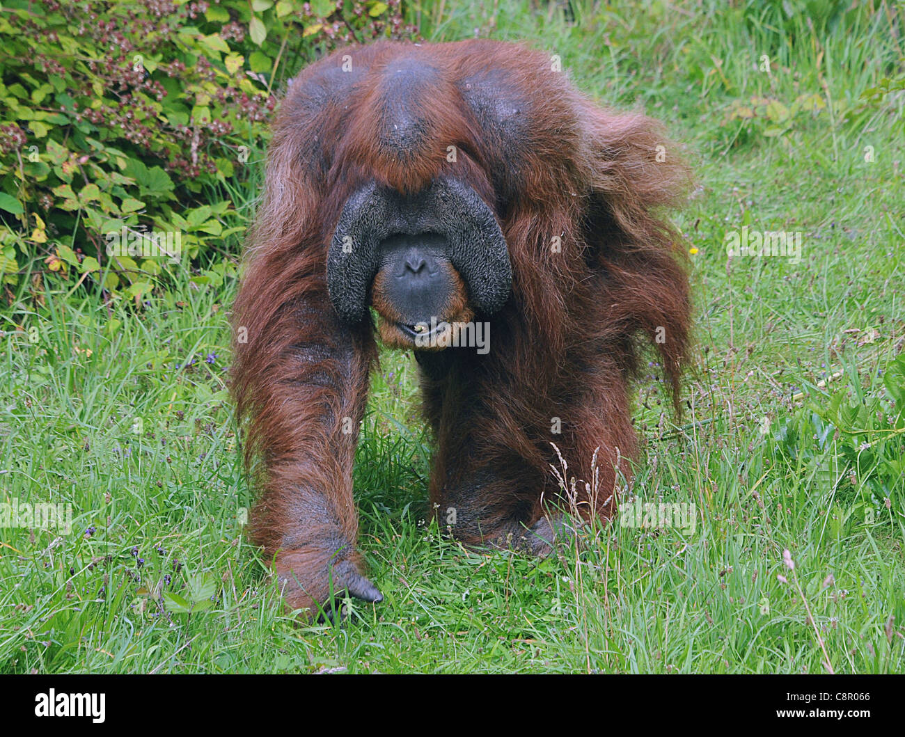 Voce maschile degli Oranghi presso lo zoo di Jersey, Isole del Canale Foto Stock