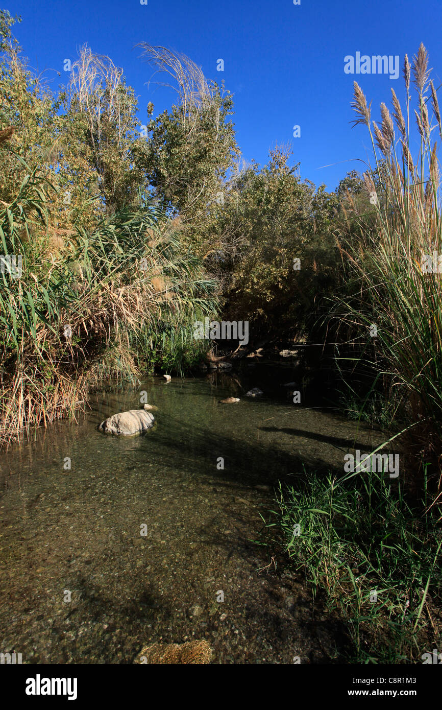 Una piscina di acqua di Ein Feshkha o Einot Tzukim riserva naturale chiamato per una molla di acqua salmastra in zona sulla costa nord-occidentale del Mar Morto Israele Foto Stock