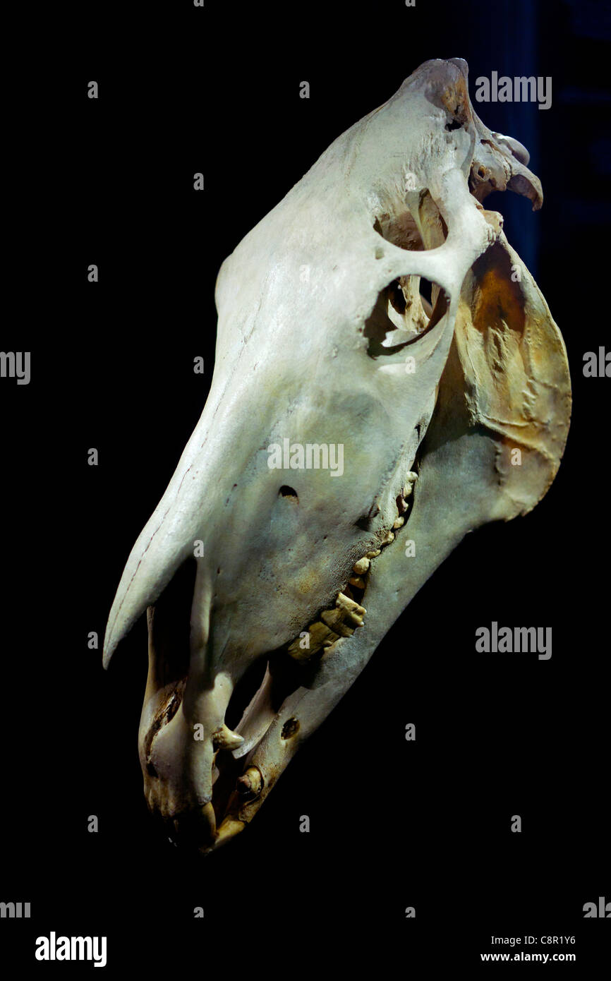 Cranio di vecchio Billy il più antico del mondo cavallo 1760 1822 in mostra al Museo di Manchester Foto Stock