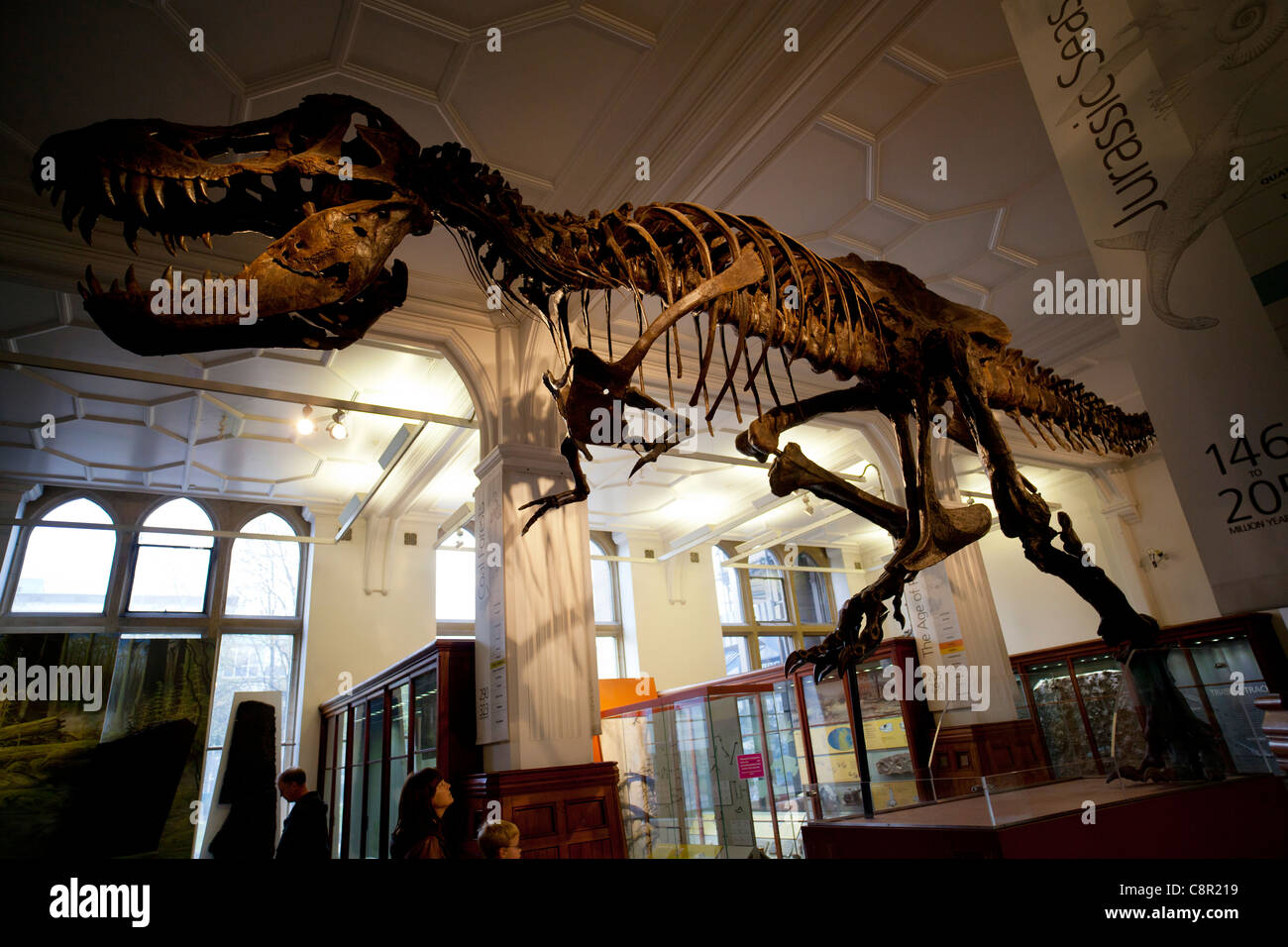 Una ricostruzione di un Tirannosauro Rex dinosauro torreggia su casi di visualizzazione a Manchester Museum Foto Stock