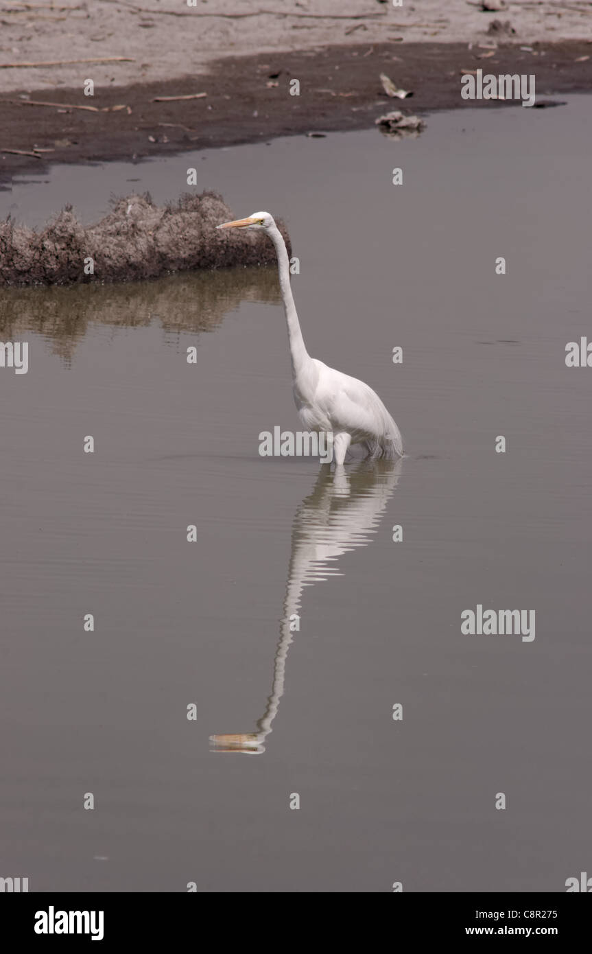 Airone bianco maggiore (Ardea alba) in un lago in Messico Foto Stock