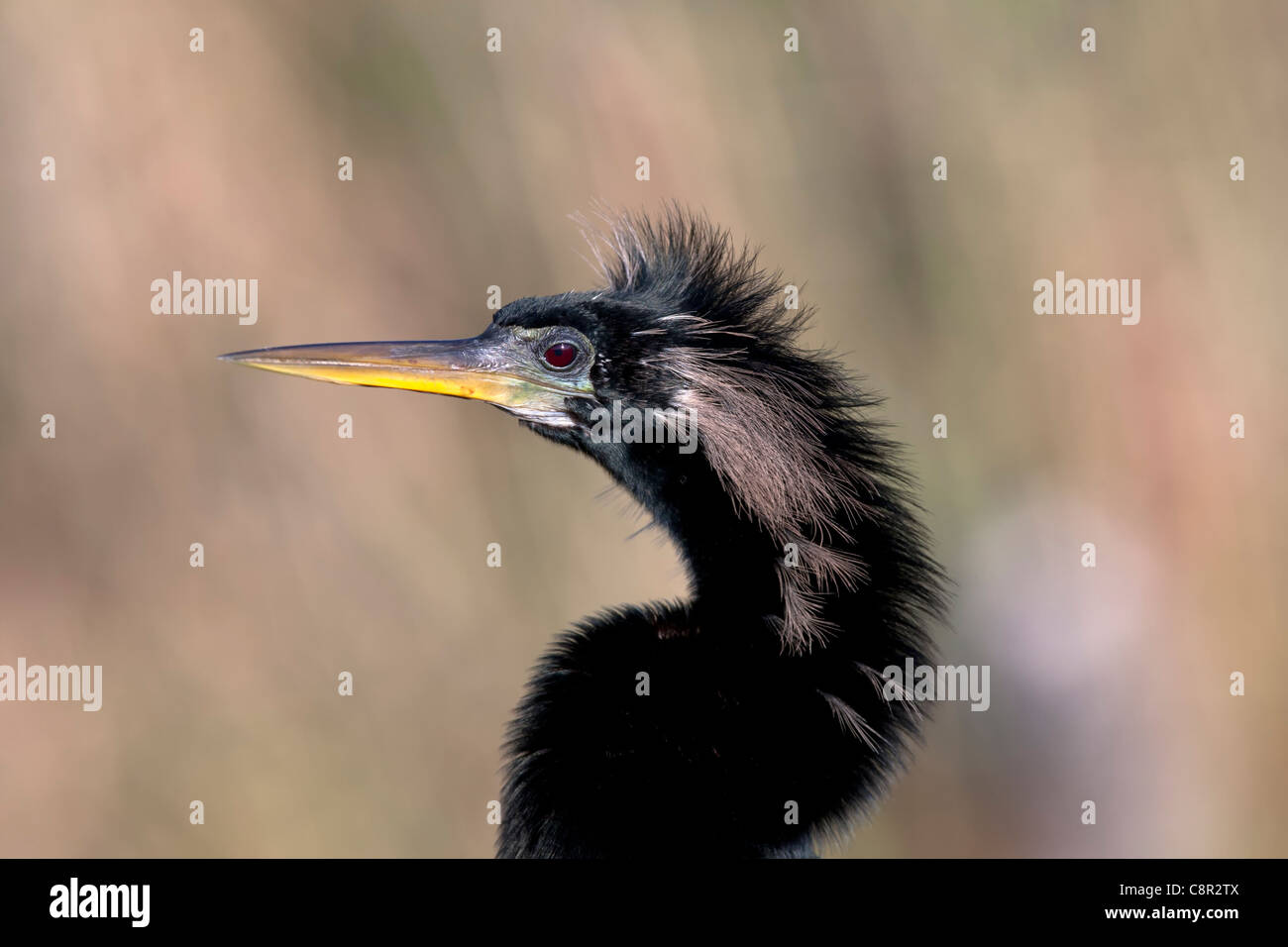 Anhinga visualizzazione Foto Stock