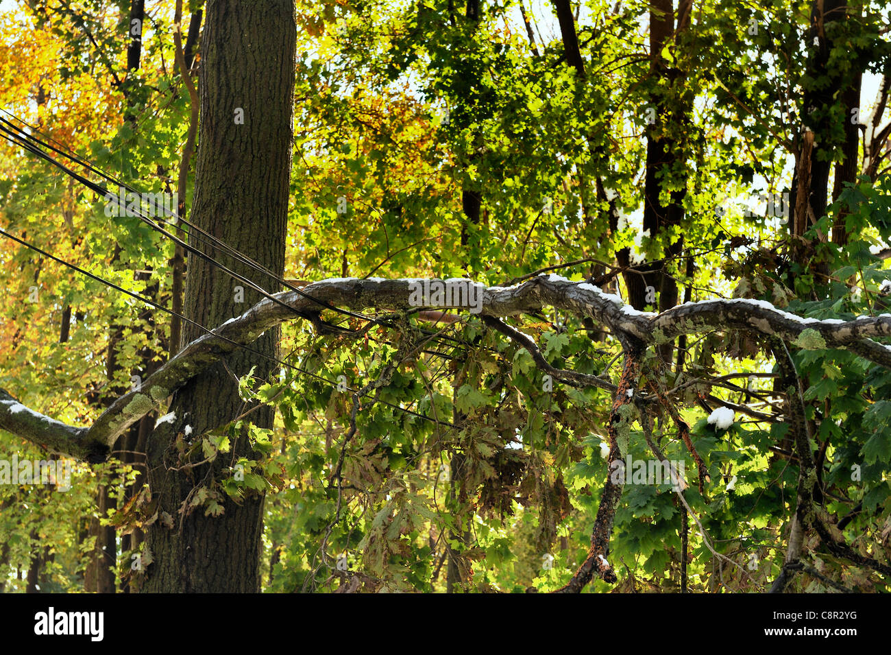 Chappaqua, NY 10/30/11-neve da un freak blizzard presto oggetto di dumping quantità record di neve sabato e domenica, tenendo giù alberi ancora laden con foglie, causando gravi danni. Sebbene la temperatura è aumentata e la neve ha cominciato a fusione a mezzogiorno, più di 2 milioni di euro sono stati senza alimentazione nella parte nordorientale di noi. Foto Stock