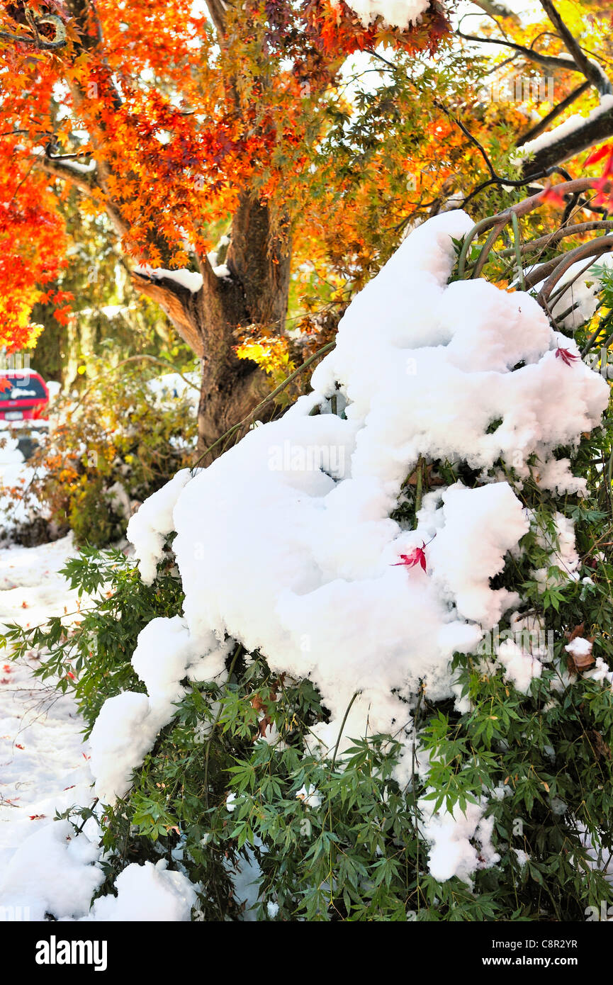 La neve si piega e si rompe i rami di un giapponese di acero, Acer palmatum, ancora coperto con foglie verdi, durante una tempesta di neve unseasonal in autunno a New York. Un esempio del meteo i disagi causati dal cambiamento climatico. Prima news didascalia: Chappaqua, NY 10/30/11-neve da un inaspettato inizio blizzard oggetto di dumping quantità record di neve sabato e domenica, tenendo giù alberi ancora laden con foglie, causando gravi danni. Sebbene la temperatura è aumentata e la neve ha cominciato a fusione a mezzogiorno, più di 2 milioni di euro sono stati senza potere nel nord-est degli Stati Uniti. Foto Stock