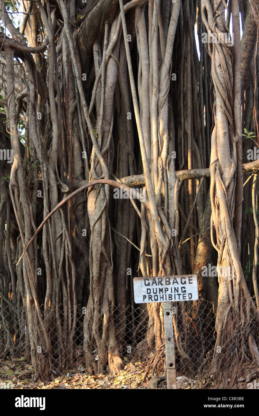 Banyan Tree close-up con segno 'Garbage Dumping vietata " Foto Stock