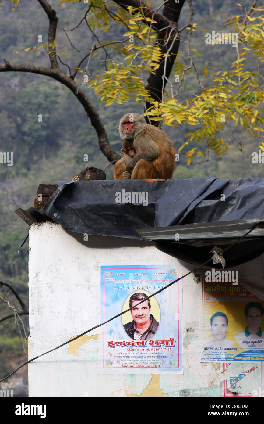 Rishikesh monkey su un tetto di una casa con elezione locale poster su una parete bianca Foto Stock