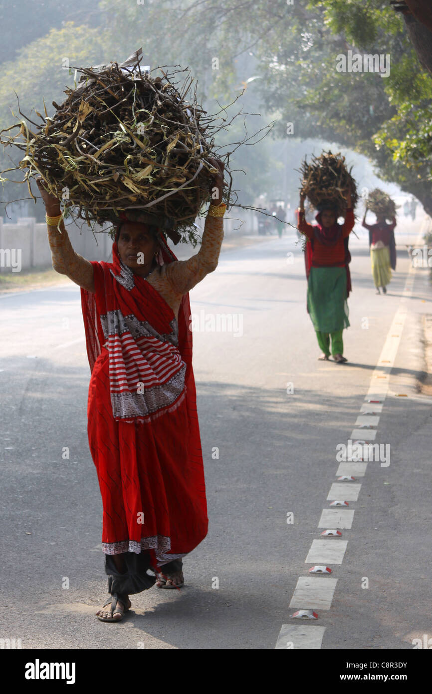 Le donne indiane che trasportano legna da ardere Foto Stock