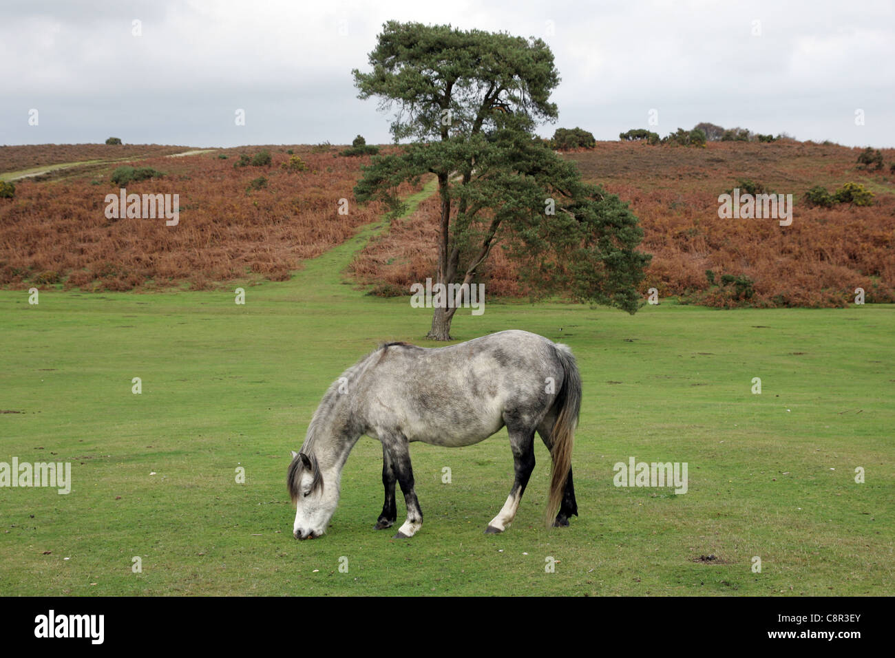 New Forest pony Foto Stock