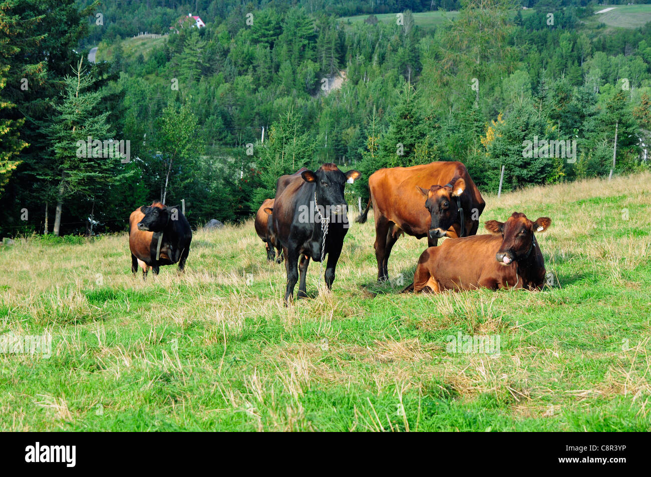 Vacche sa come 1608 importato dalla Francia al Québec lo stesso anno, nella foto di pascolare su una fattoria in Québec. Foto Stock