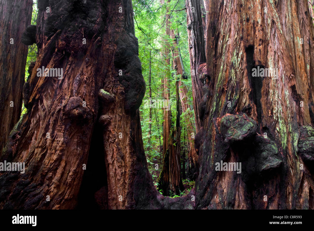 CA01011-00...CALIFORNIA - nodose tronchi di alberi di sequoia in Muir Woods National Monument. Foto Stock