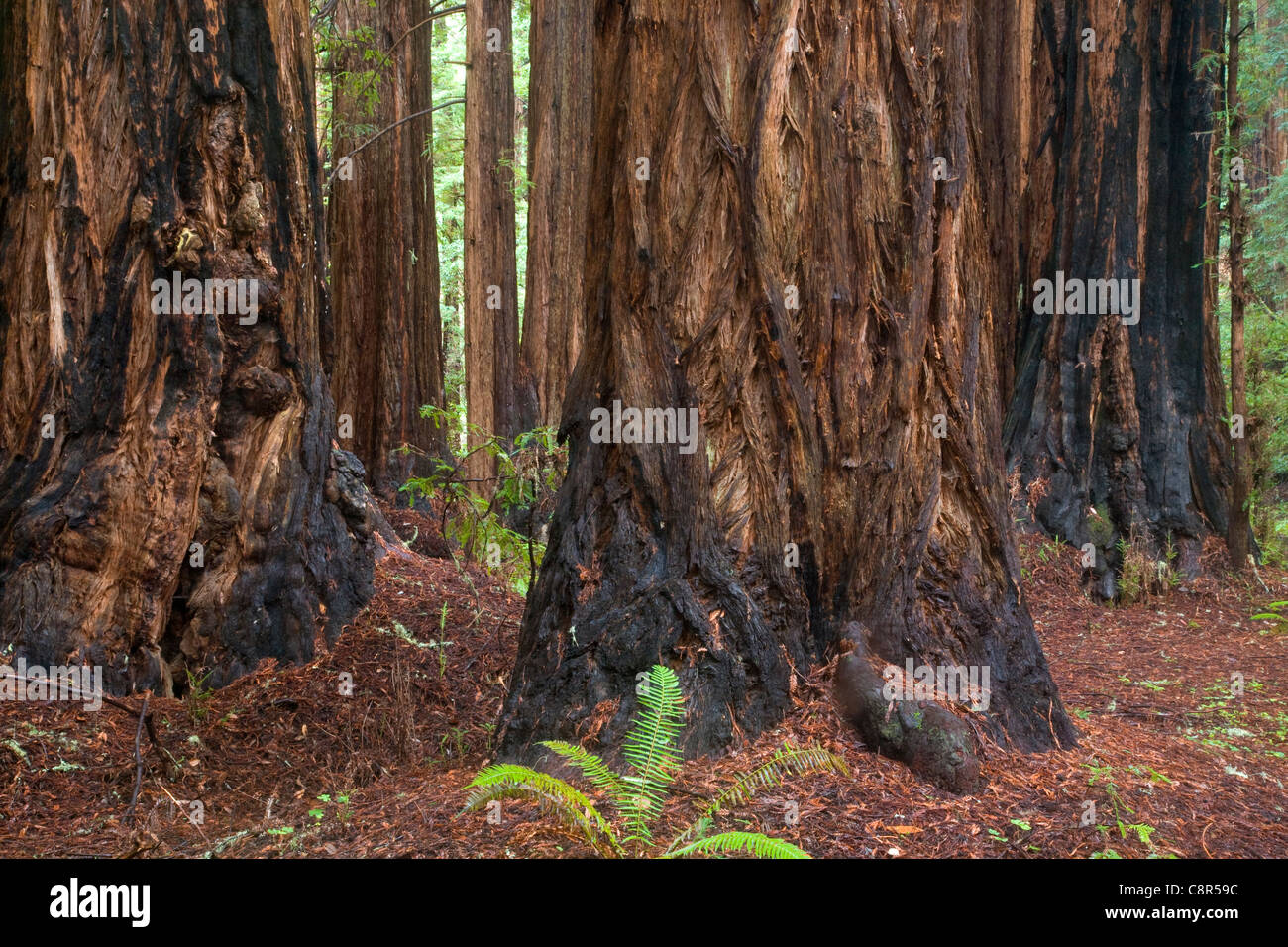 CA01016-00...CALIFORNIA - torreggianti alberi di sequoia in Muir Woods National Monument. Foto Stock
