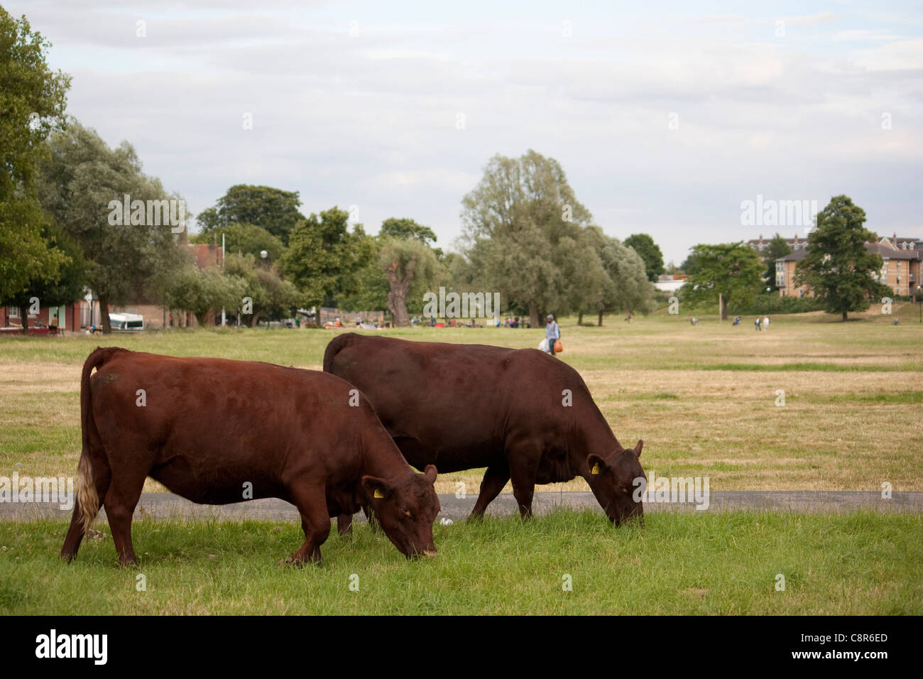 Sondaggio di rosso le mucche pascolano liberamente sul comune di mezza estate in Cambridge Foto Stock