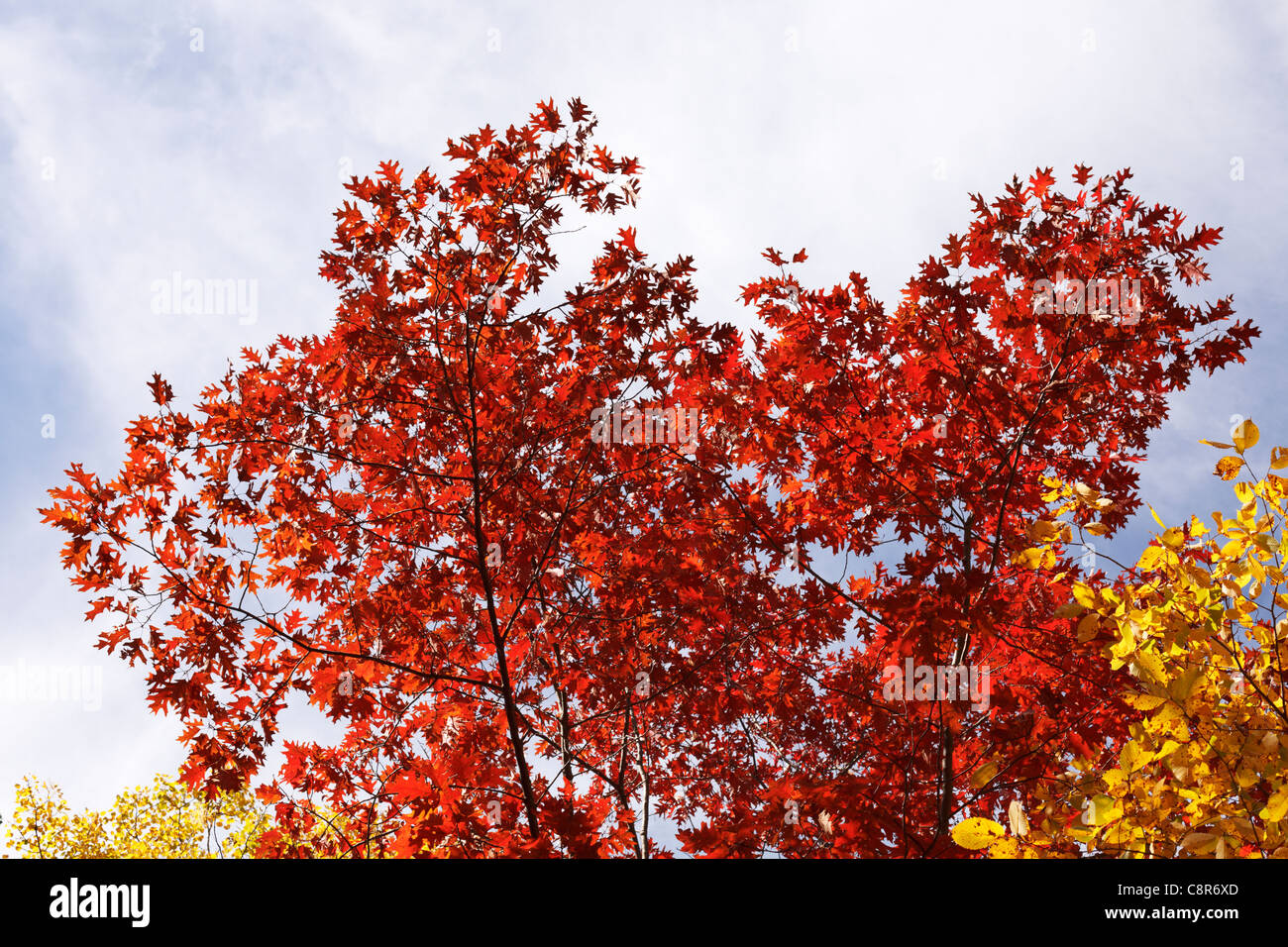 Vista autunnale della quercia rossa foglie, Itasca State Park, Minnesota. Foto Stock